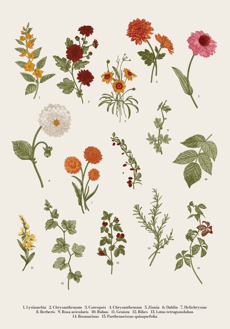 Hovedbilde Poster - Vintage Botanisk Blomster