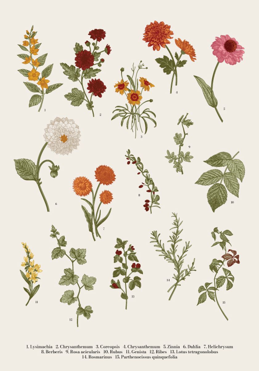 Poster - Vintage Botanisk Blomster