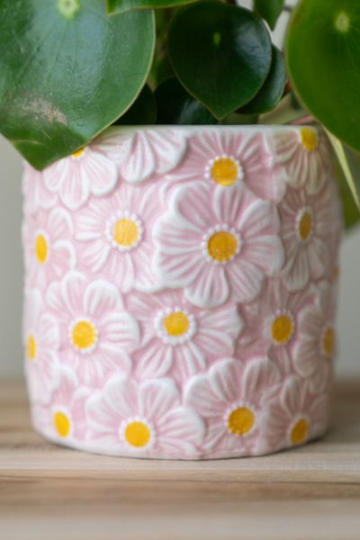 Hovedbilde Blomsterpotte blomster – 10 cm – Rosa