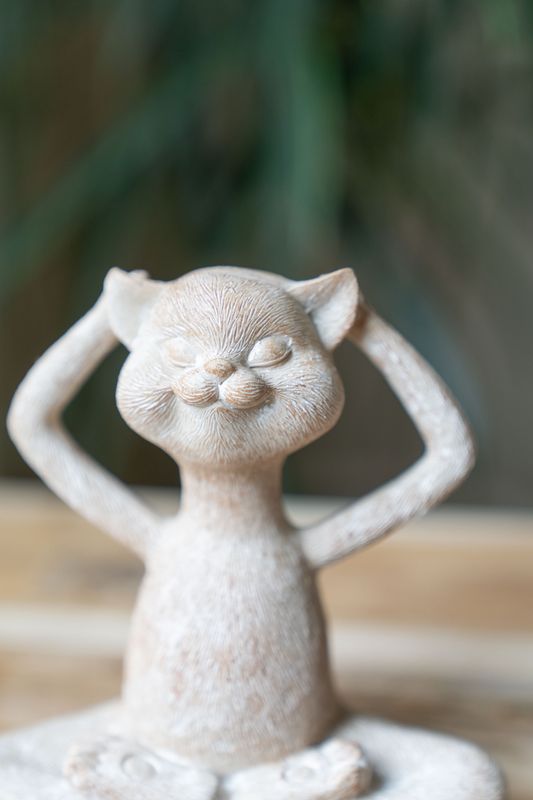 Yogakatt - Avslappet