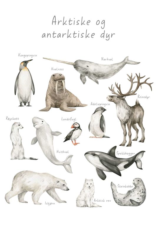 Poster - Arktiske og Antarktiske Dyr