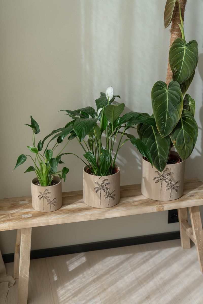 Blomsterpotte 3pk Palme Brun
