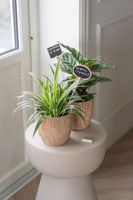 Hovedbilde Planteskilt Oval m/Kritt