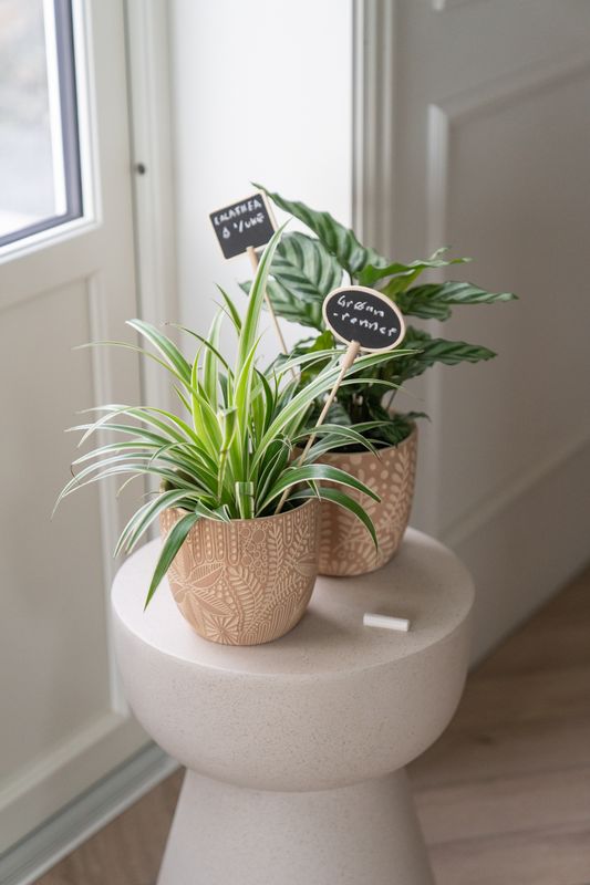 Planteskilt Oval m/Kritt