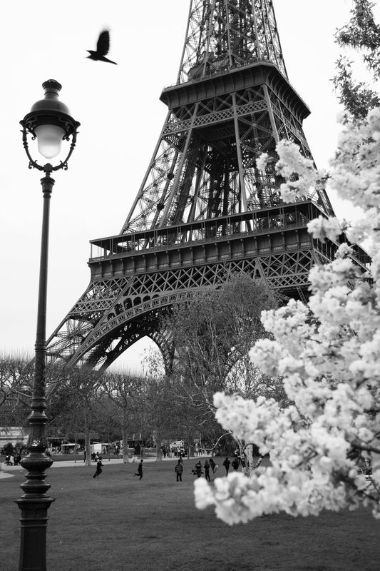 Poster - Eiffel Fugl