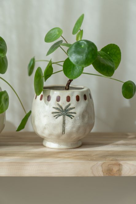 Hovedbilde Blomsterpotte tropisk - Ø13,5cm Grønn Plante
